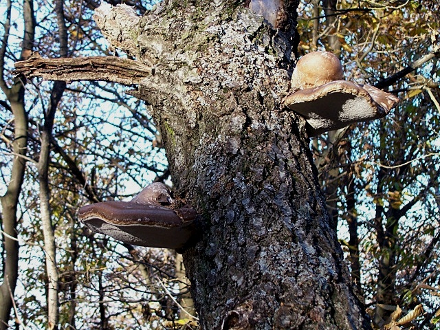 Ultime foto nel bosco prima della nevicata